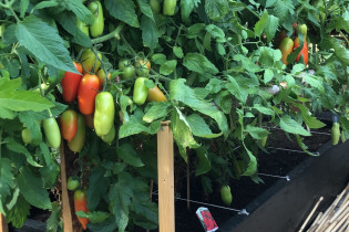 Zelf tomaten kweken