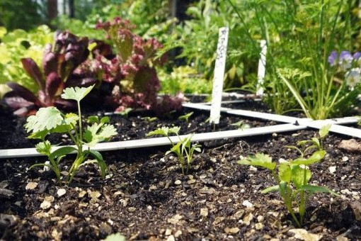 Zelfgemaakte compost: dit zijn de voordelen en mogelijkheden